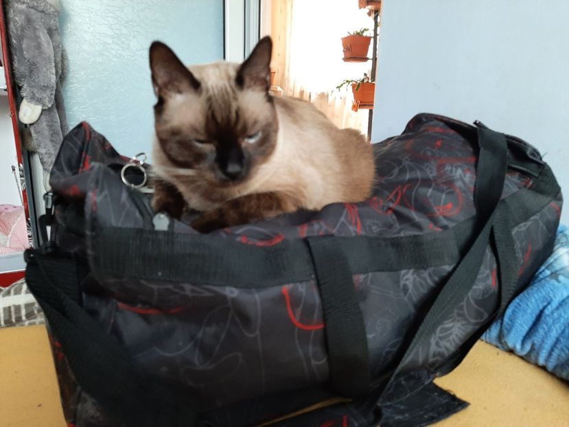  - Pisicii mei în septembrie 2021