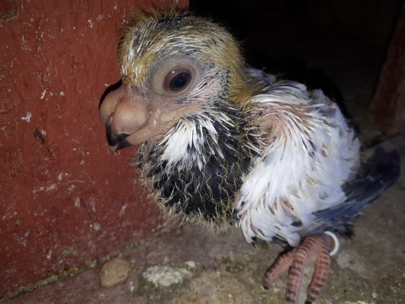 A schimbat voliera - K1 _ tineret 2021