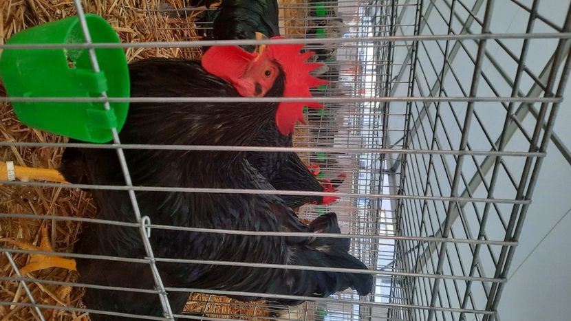  - AGROMALIM 2021 Arad