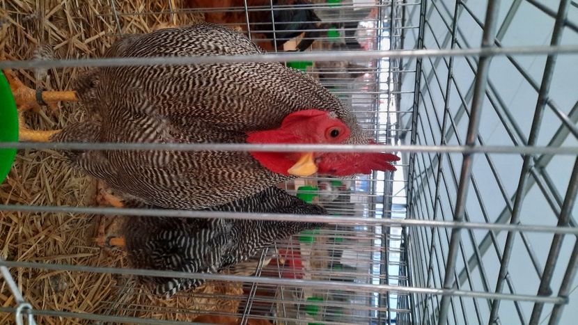  - AGROMALIM 2021 Arad