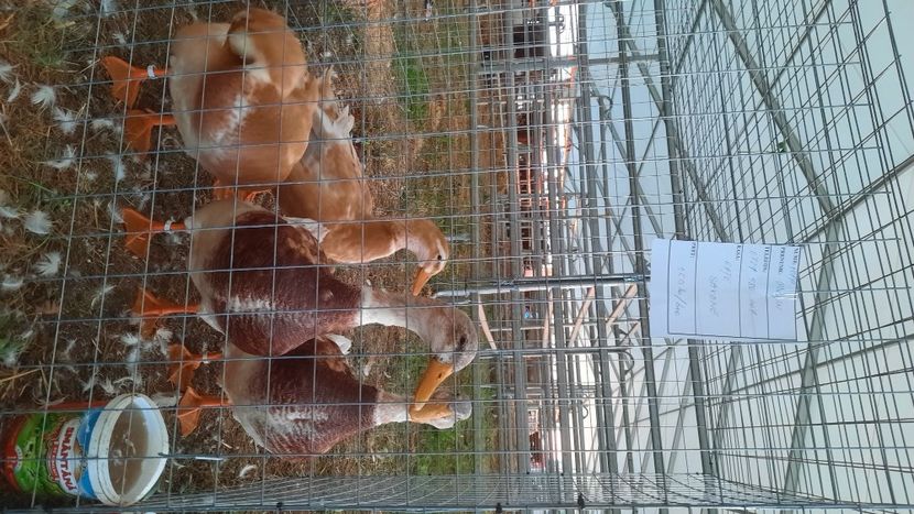  - AGROMALIM 2021 Arad