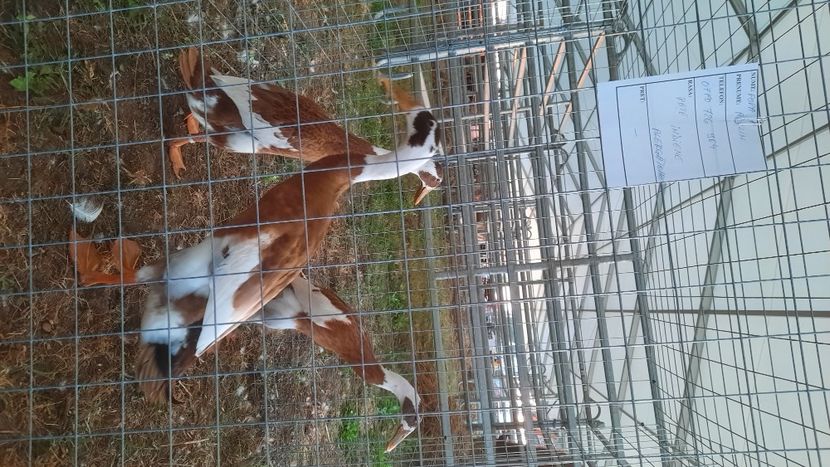  - AGROMALIM 2021 Arad