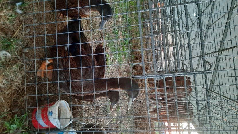  - AGROMALIM 2021 Arad