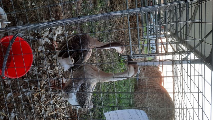  - AGROMALIM 2021 Arad