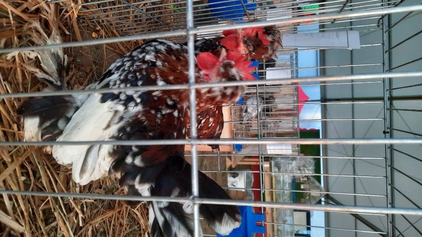  - AGROMALIM 2021 Arad