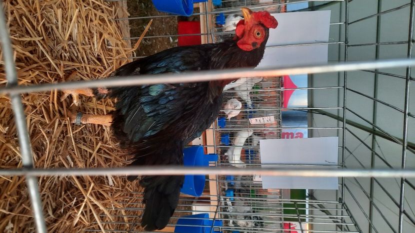  - AGROMALIM 2021 Arad