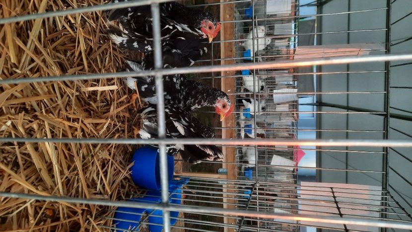  - AGROMALIM 2021 Arad