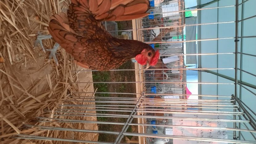  - AGROMALIM 2021 Arad