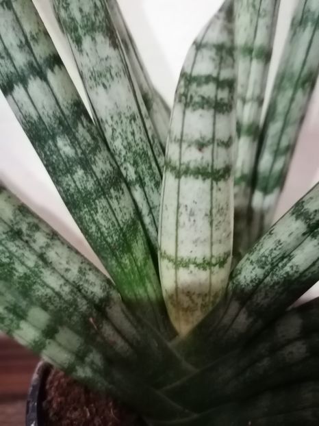 Sansevieria Tiara Platinum - Sansevieria