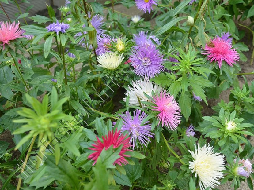 Callistephus_Ochiul boului 17 - Flori gradina