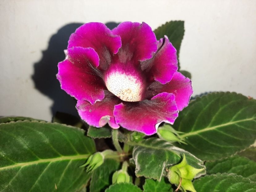  - Florile mele în septembrie 2021