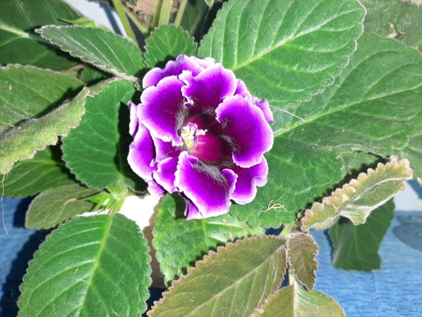  - Florile mele în septembrie 2021