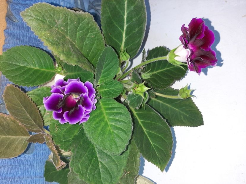  - Florile mele în septembrie 2021