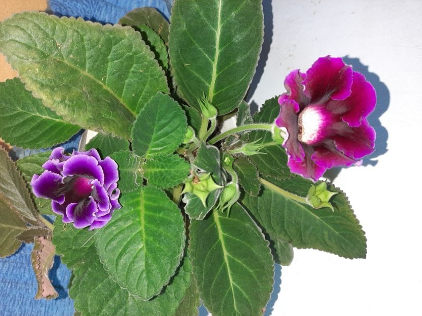  - Florile mele în septembrie 2021