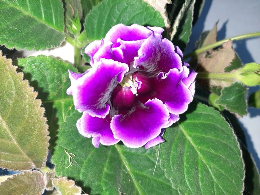  - Florile mele în septembrie 2021