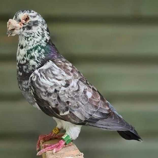  - Nu îmi aparțin 3