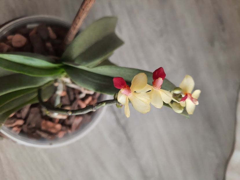  - florile mele dragi