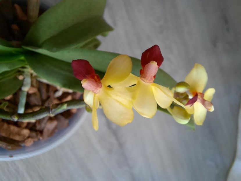  - florile mele dragi