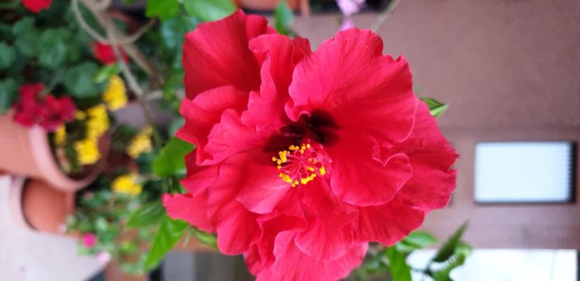  - Hibiscus-Trandafiri japonezi