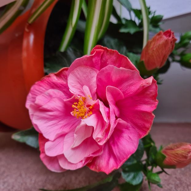  - Hibiscus-Trandafiri japonezi