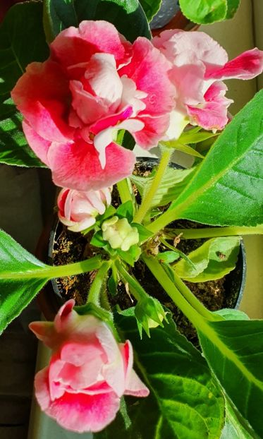 04.09.2021 - Gloxini 2012-2025