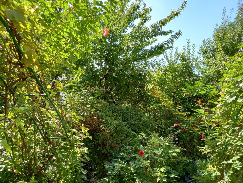 04.09.2021 - Grădina 2021 continuare 2