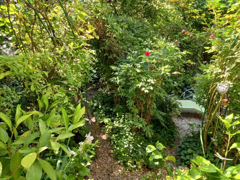  - Grădina 2021 continuare 2