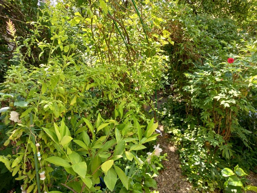  - Grădina 2021 continuare 2