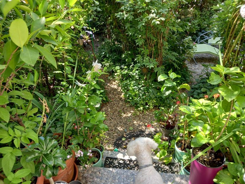  - Grădina 2021 continuare 2