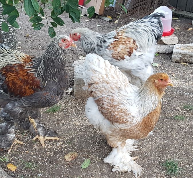  - a__Pui si tineret brahma 2021