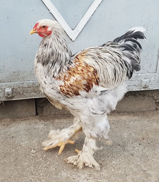  - a__Pui si tineret brahma 2021