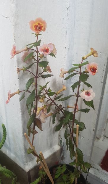 Achimenes Yellow Queen Hi - Florile mamei