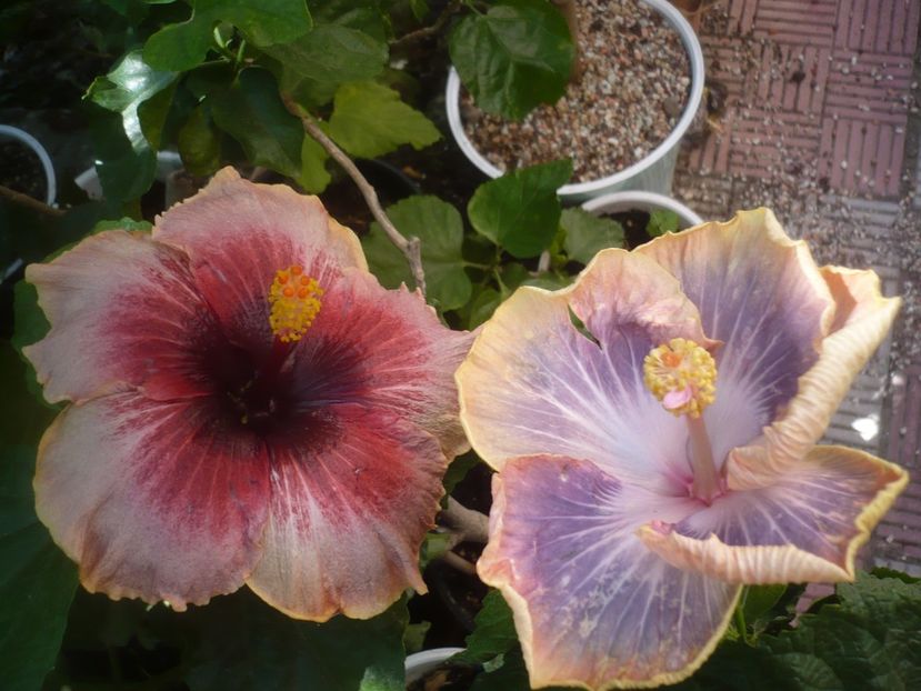P1500894 - HIBISCUSI 2021-3