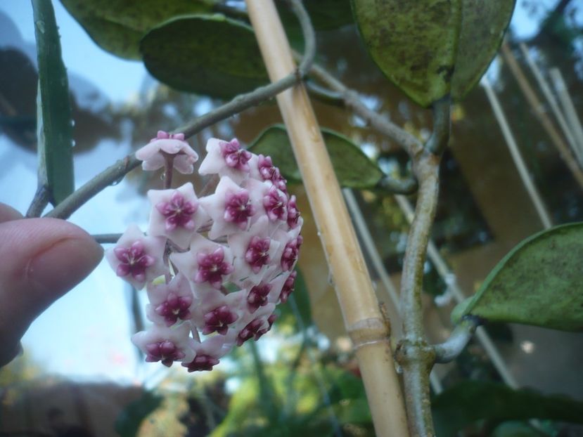 04.09.2021 - HOYA 2021-3