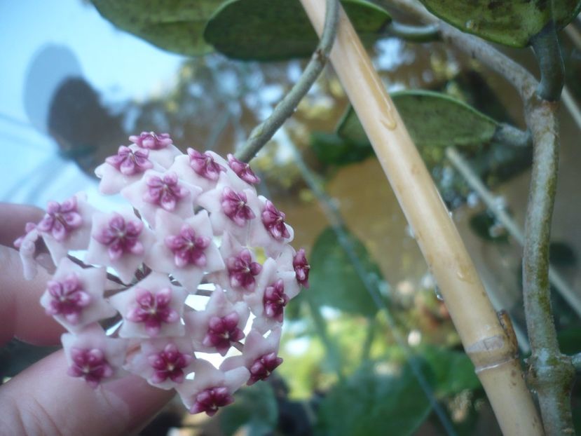 P1500899 - HOYA 2021-3