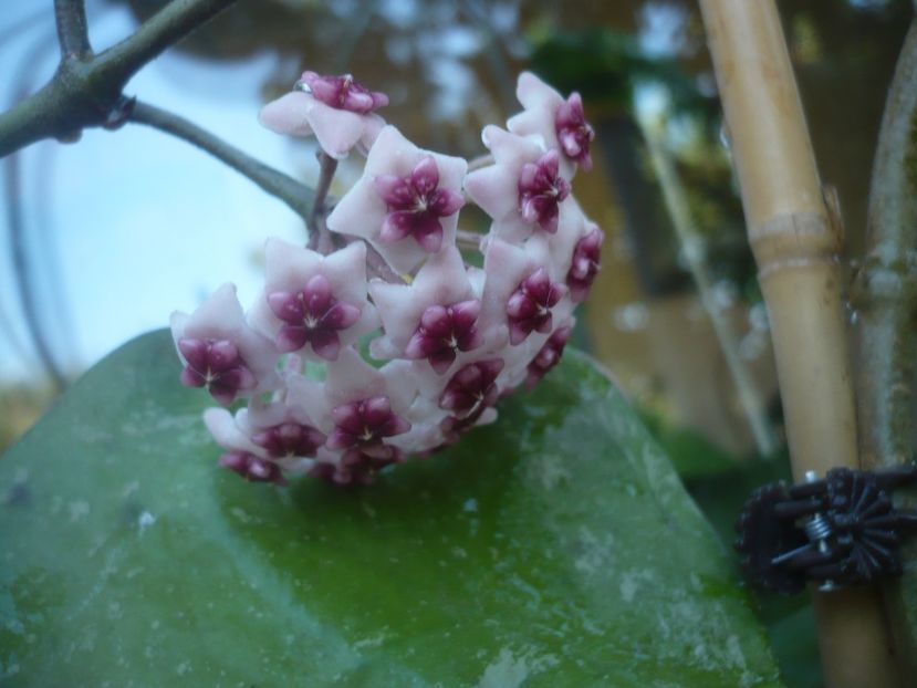 P1500900 - HOYA 2021-3