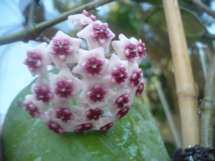 P1500902 - HOYA 2021-3