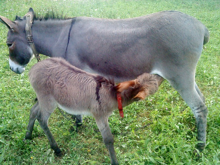 magari; magari la pasune cu oile
