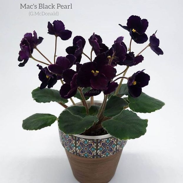 Mac s Black Pearl - DORINTE