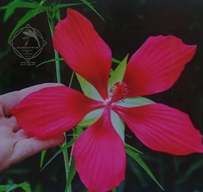 Hibiscus coccineus Scarlet rose mallow Texas Star, 2 - Hibiscus c-Texas Star Scarlet