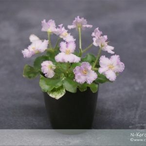 N-Korolevishna - DORINTE