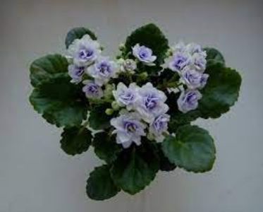 Optimara Little Moonstone - DORINTE