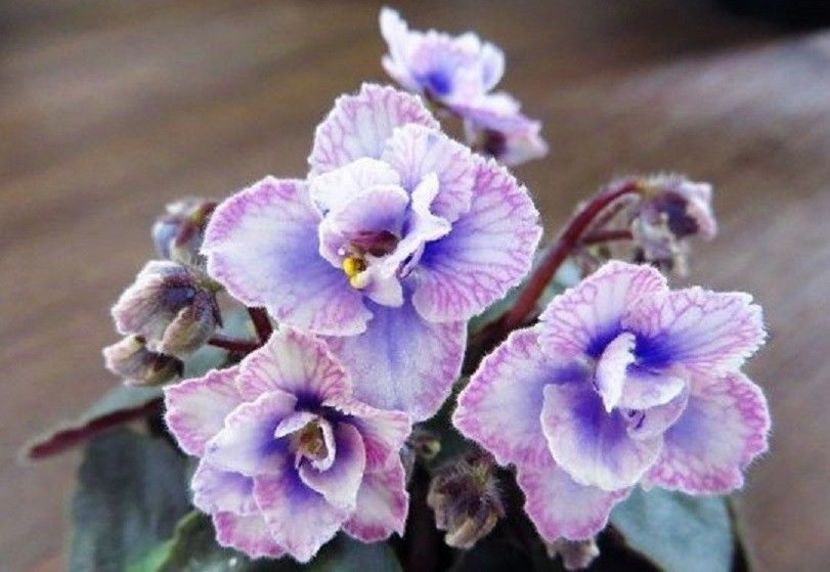 Persian Lace - DORINTE