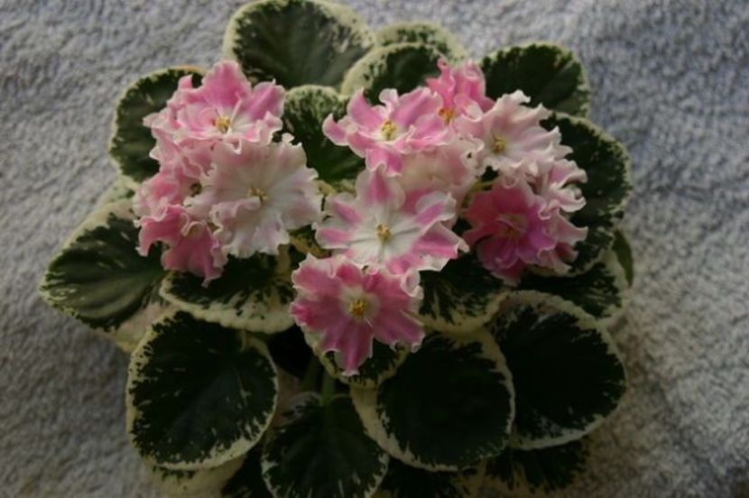 Pink Sensation - DORINTE