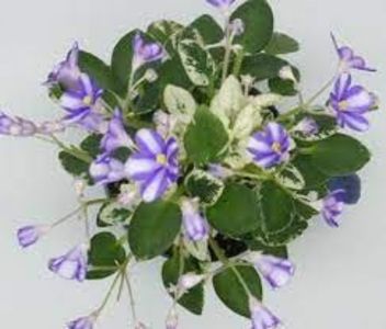Pixie Runaroud sp ch. - DORINTE
