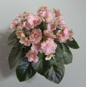 Rob s Antique Rose - DORINTE