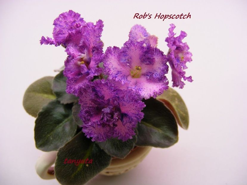 Rob s Hopscotch - DORINTE