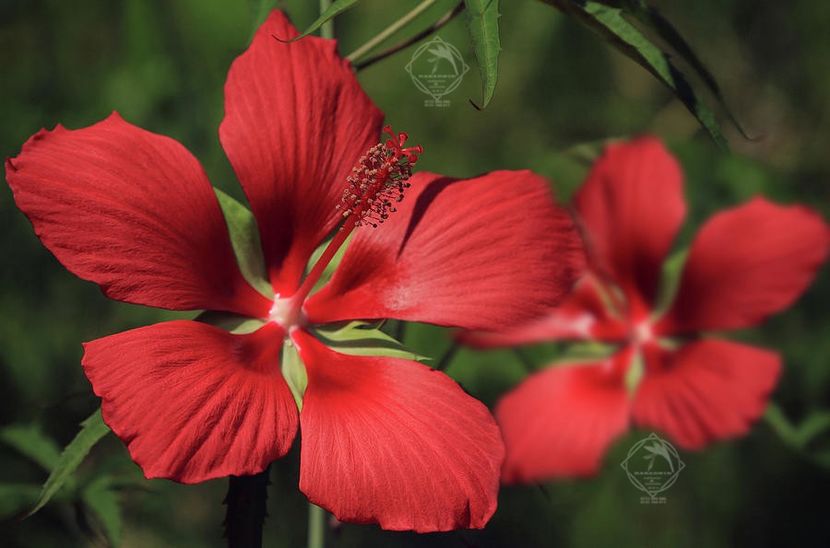 Hibiscus coccinea Texas Star Scarlet7 - Hibiscus c-Texas Star Scarlet