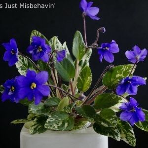 Senk s Just Misbehavin - DORINTE