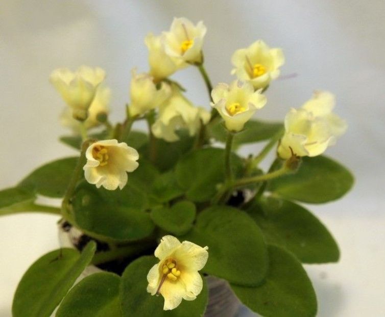 Senk's Alchemy Yellow - DORINTE
